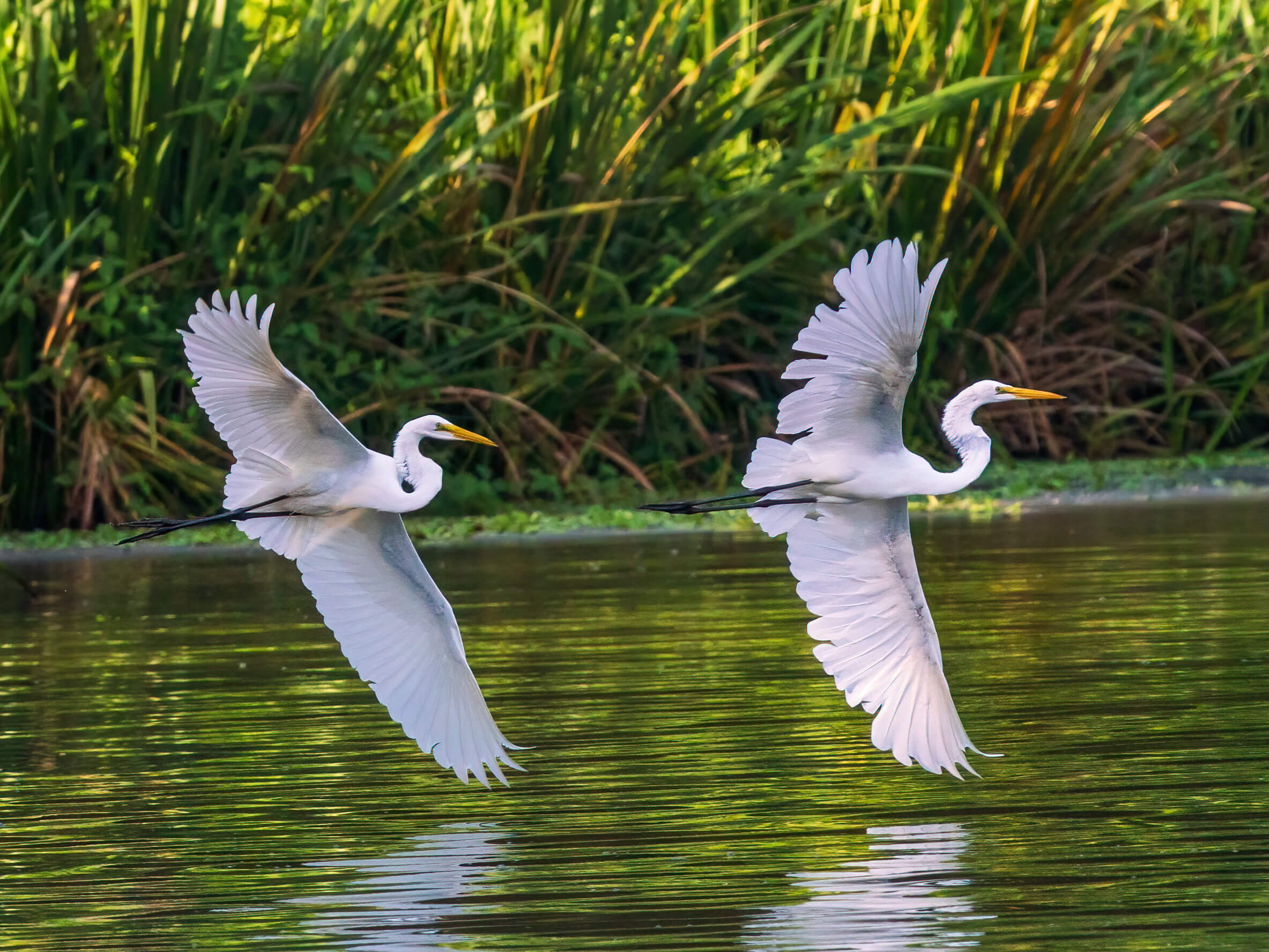 Two great egrets fly in sync over water.