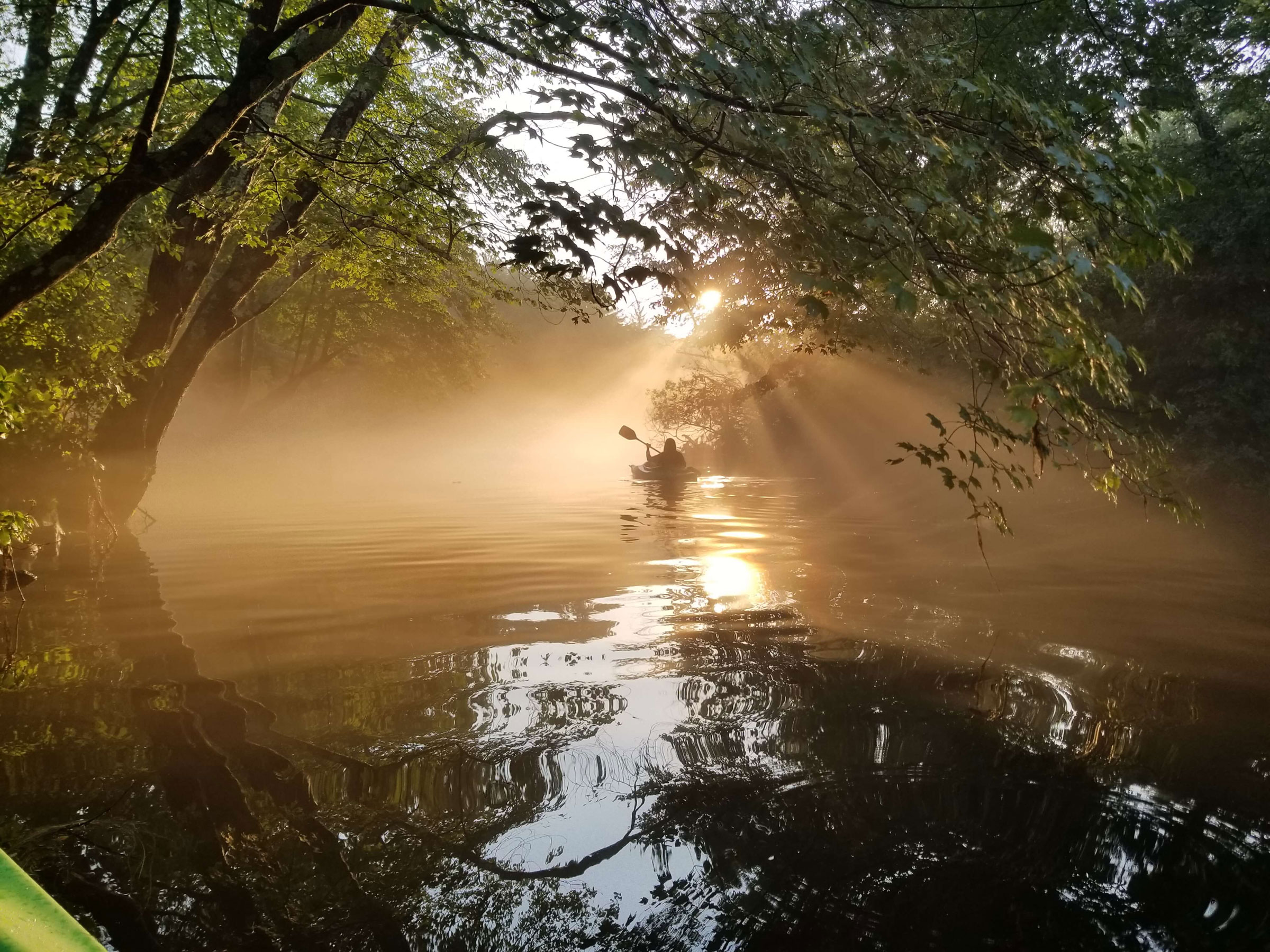 A kayaker canoes through fog that is lit golden by light. Trees make a canopy above them.
